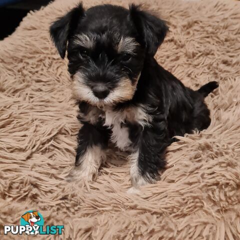 FOXIE-SCHNAUZER CROSS PUPS MINI