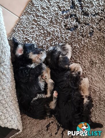 SCHNAUZER MINI CROSS PUPS