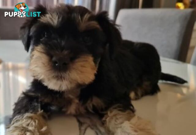 SCHNAUZER MINI CROSS PUPS