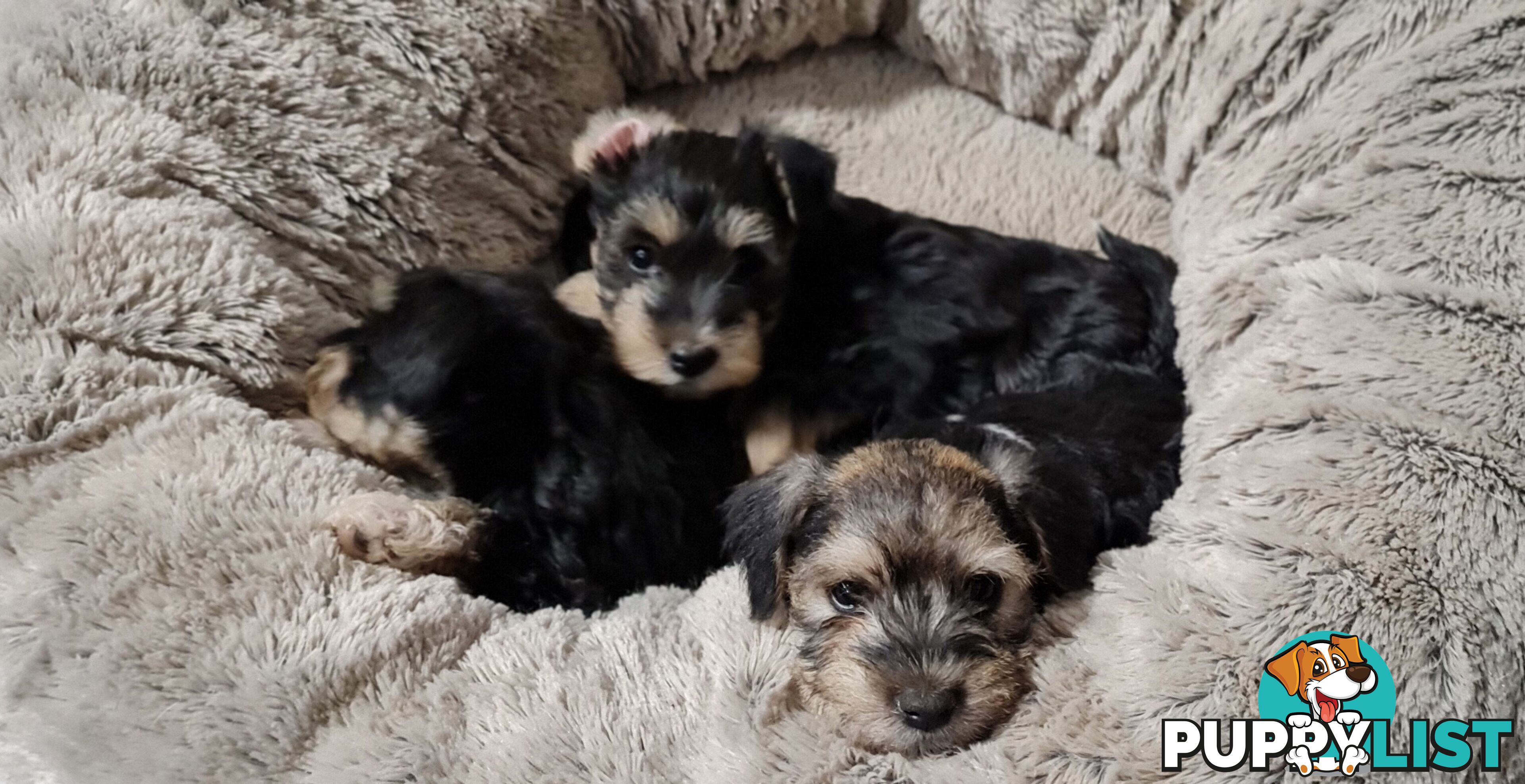 FOXIE-SCHNAUZER CROSS PUPS MINI