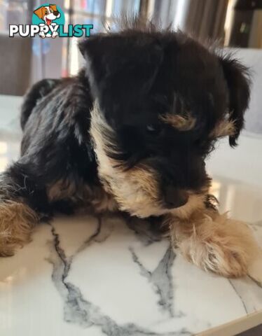 SCHNAUZER MINI CROSS PUPS