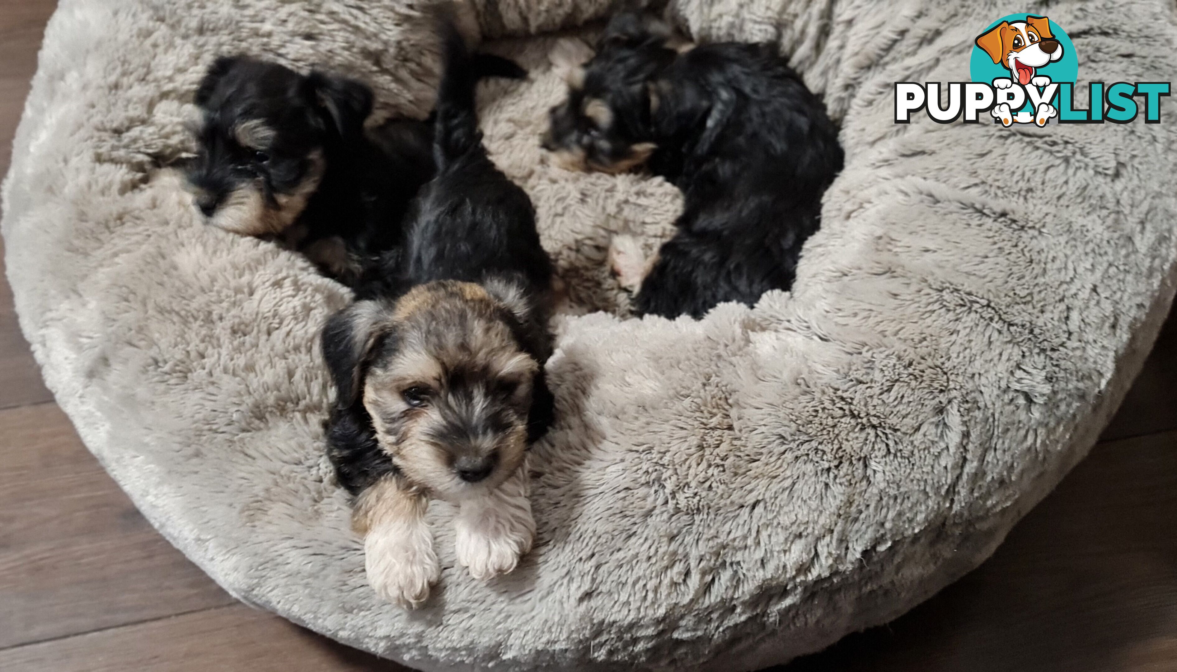 FOXIE-SCHNAUZER CROSS PUPS MINI