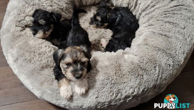 FOXIE-SCHNAUZER CROSS PUPS MINI