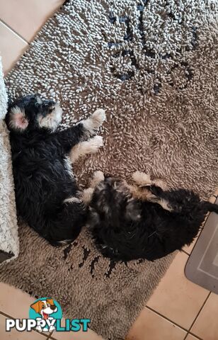 SCHNAUZER MINI CROSS PUPS