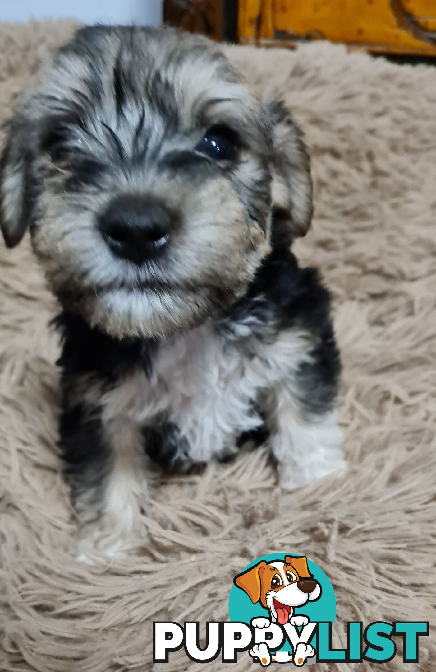 FOXIE-SCHNAUZER CROSS PUPS MINI