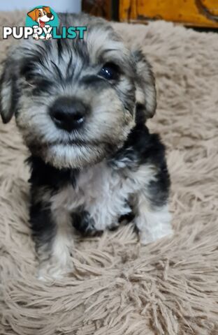 FOXIE-SCHNAUZER CROSS PUPS MINI