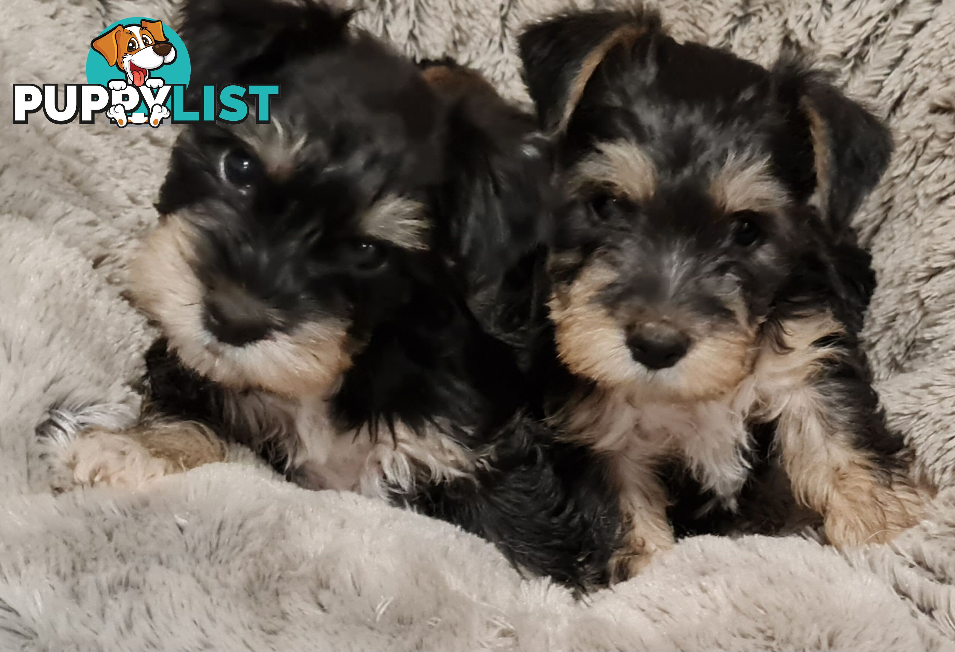 FOXIE-SCHNAUZER CROSS PUPS MINI