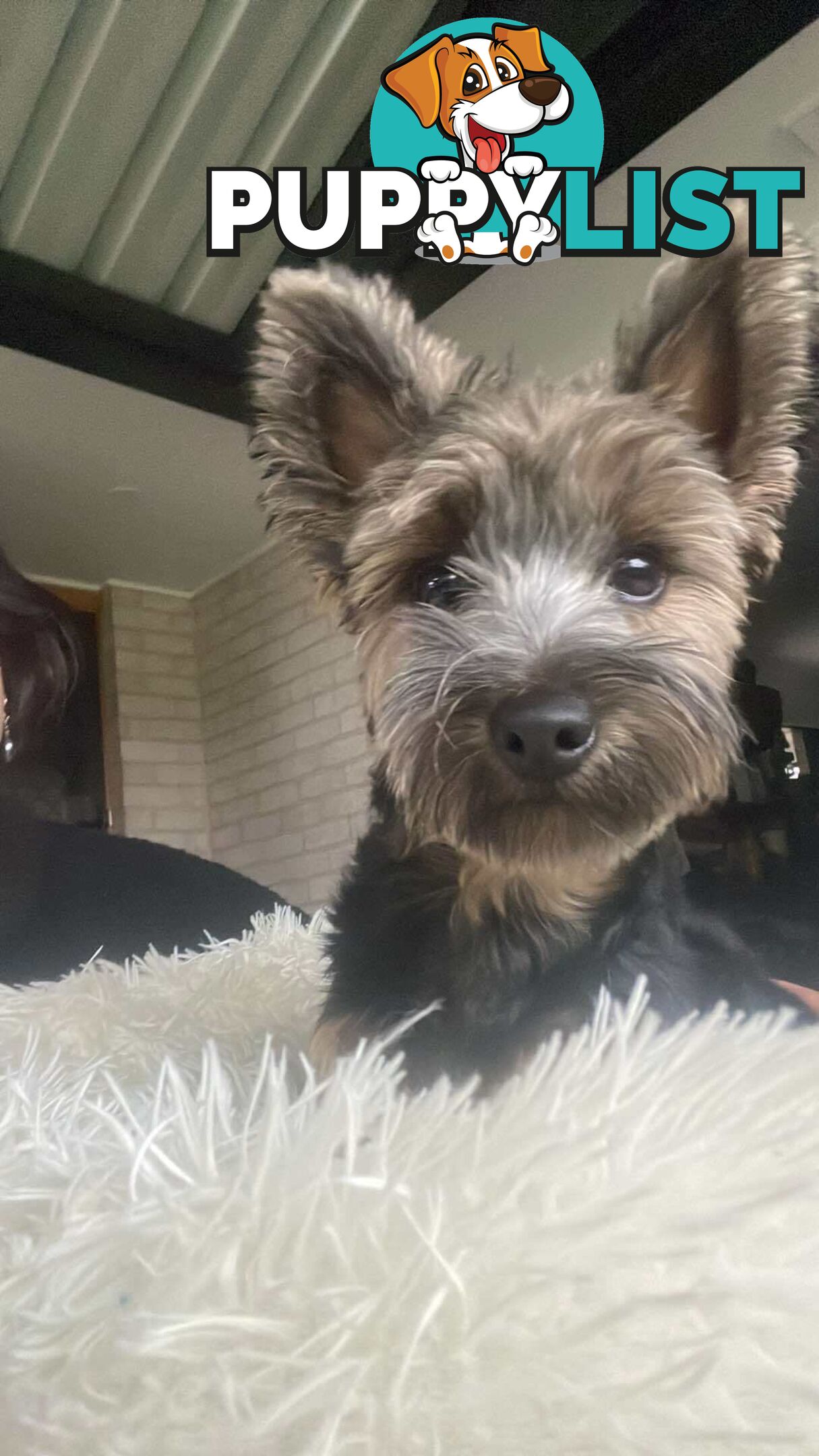 Australian Silky Terrier Pups