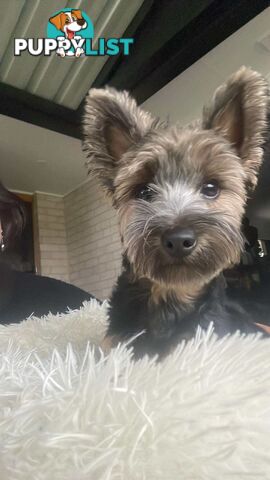 Australian Silky Terrier Pups