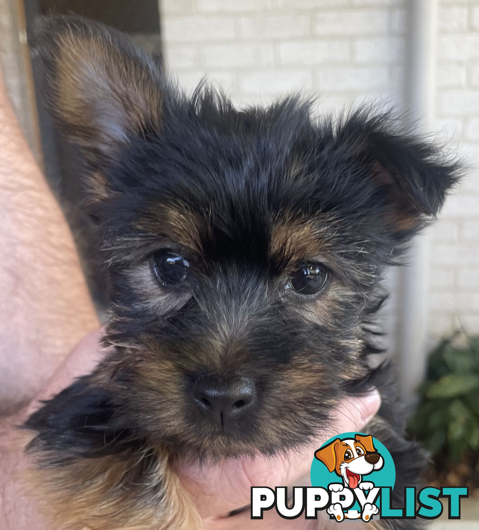 Australian Silky Terrier Pups