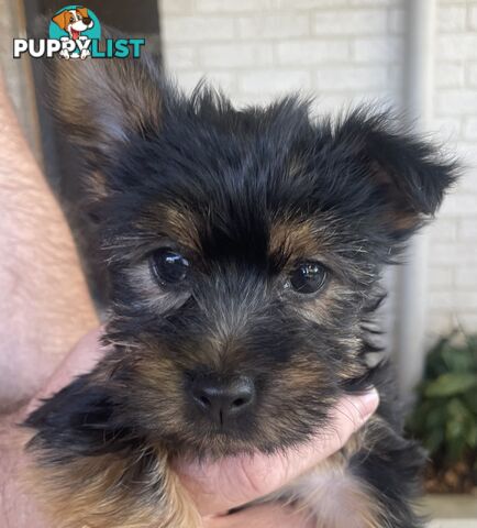 Australian Silky Terrier Pups