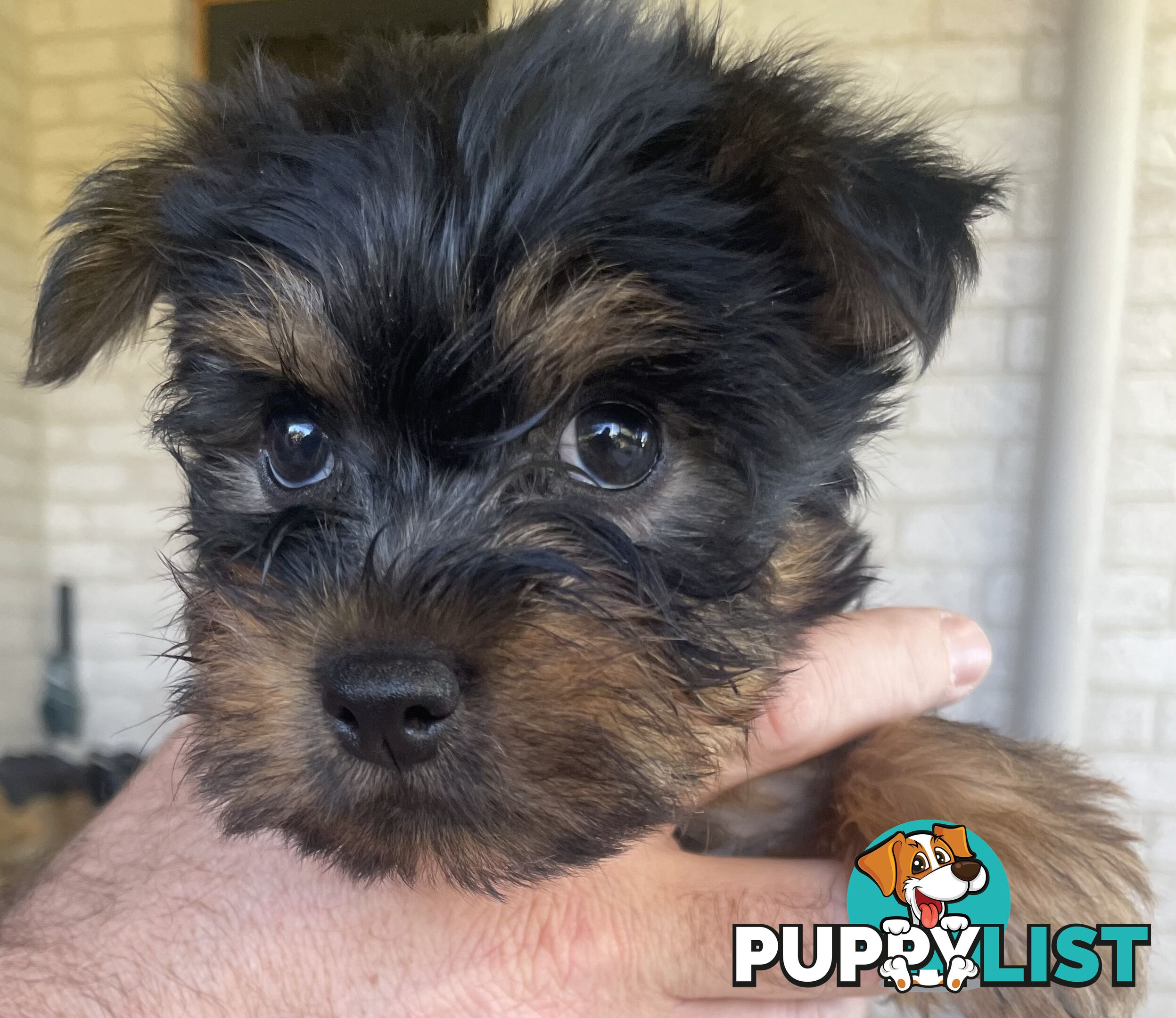 Australian Silky Terrier Pups