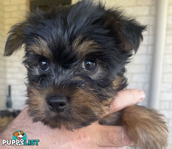 Australian Silky Terrier Pups