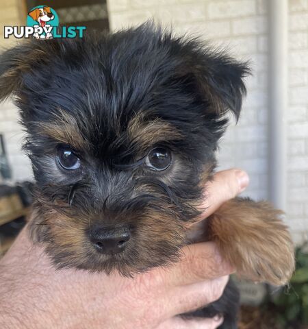 Australian Silky Terrier Pups