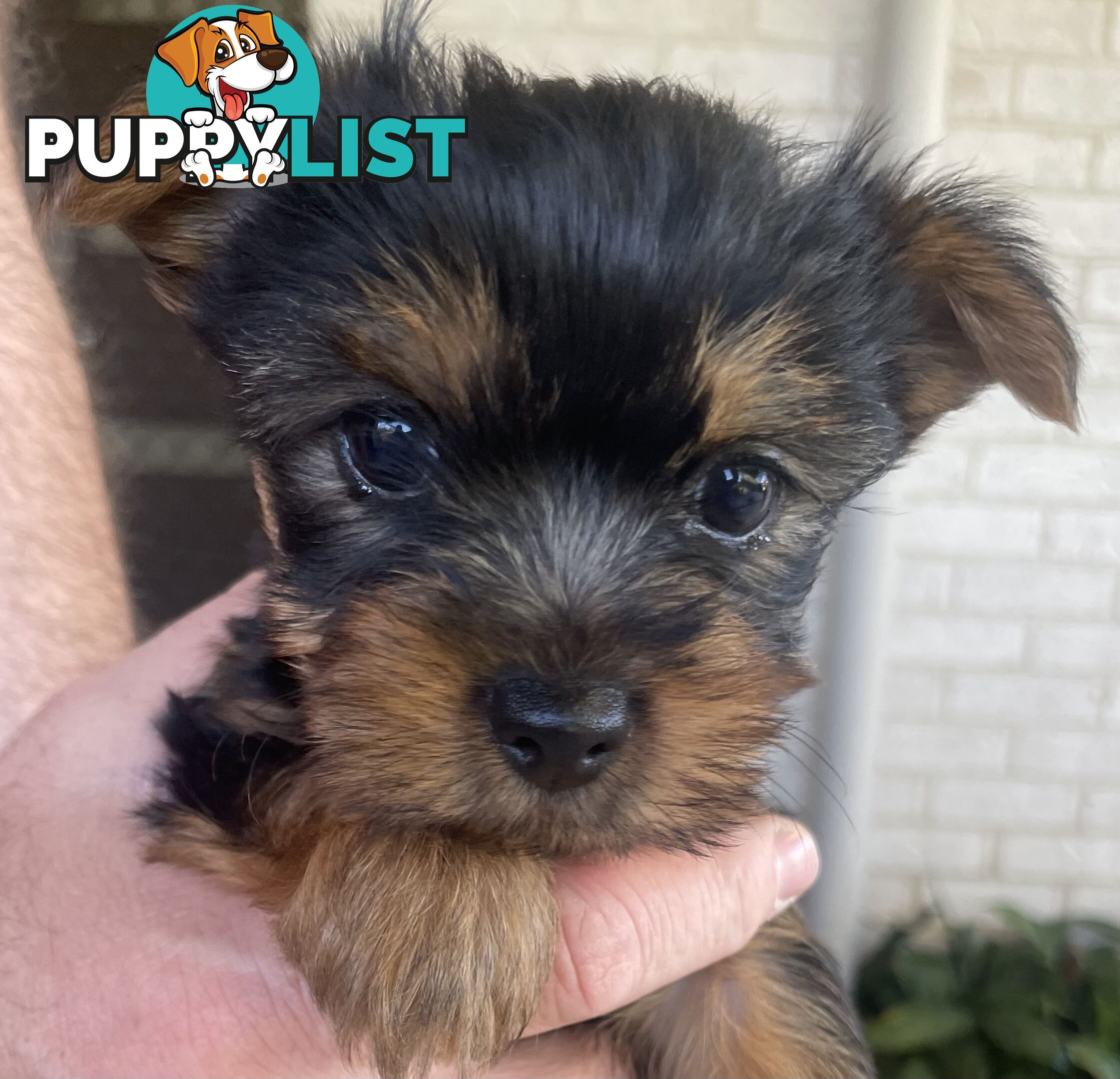 Australian Silky Terrier Pups