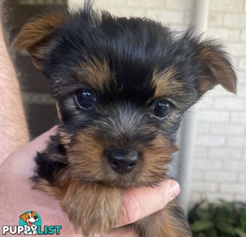 Australian Silky Terrier Pups
