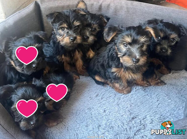 Australian Silky Terrier Pups