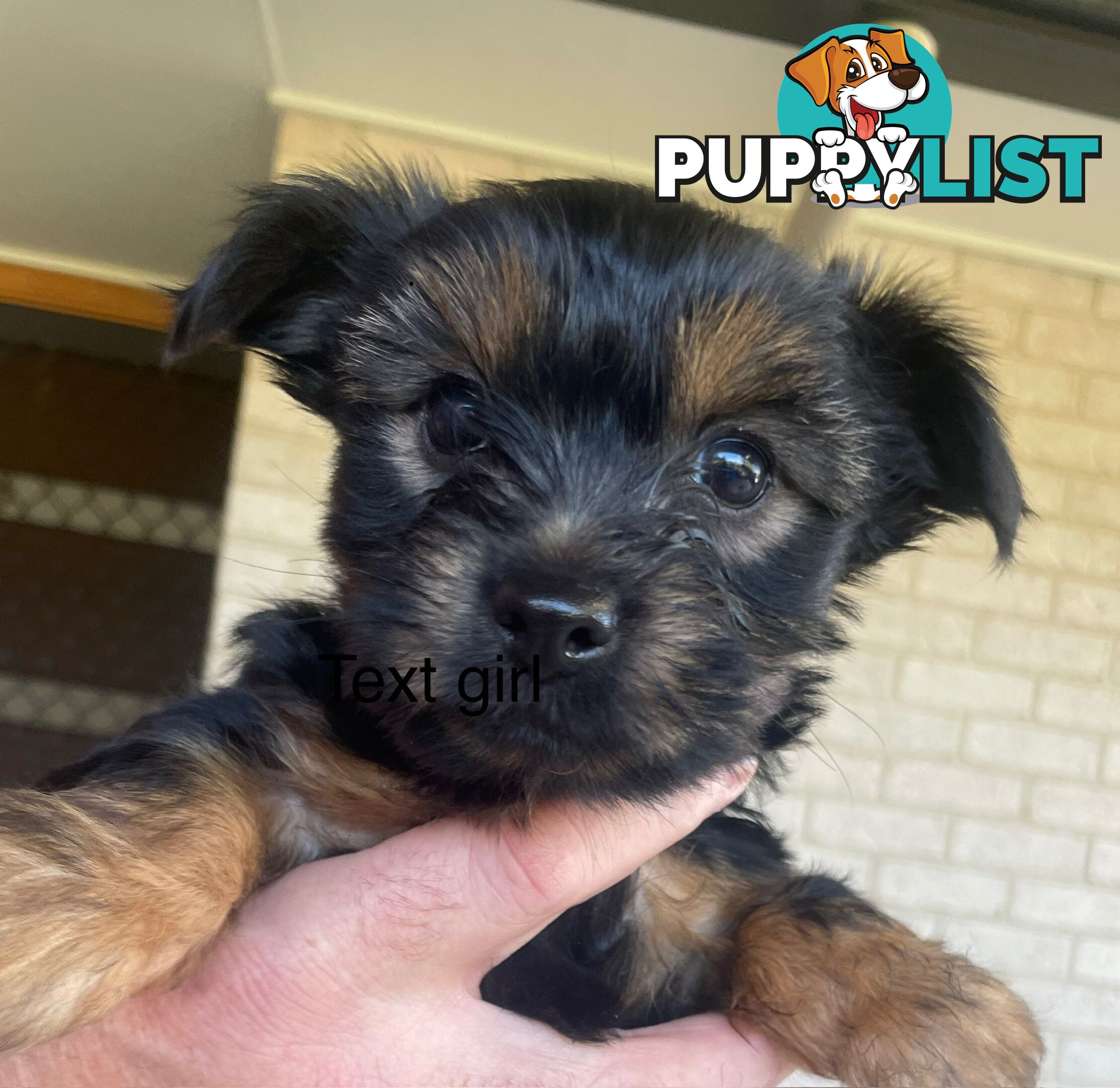 Australian Silky Terrier Pups