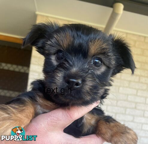 Australian Silky Terrier Pups