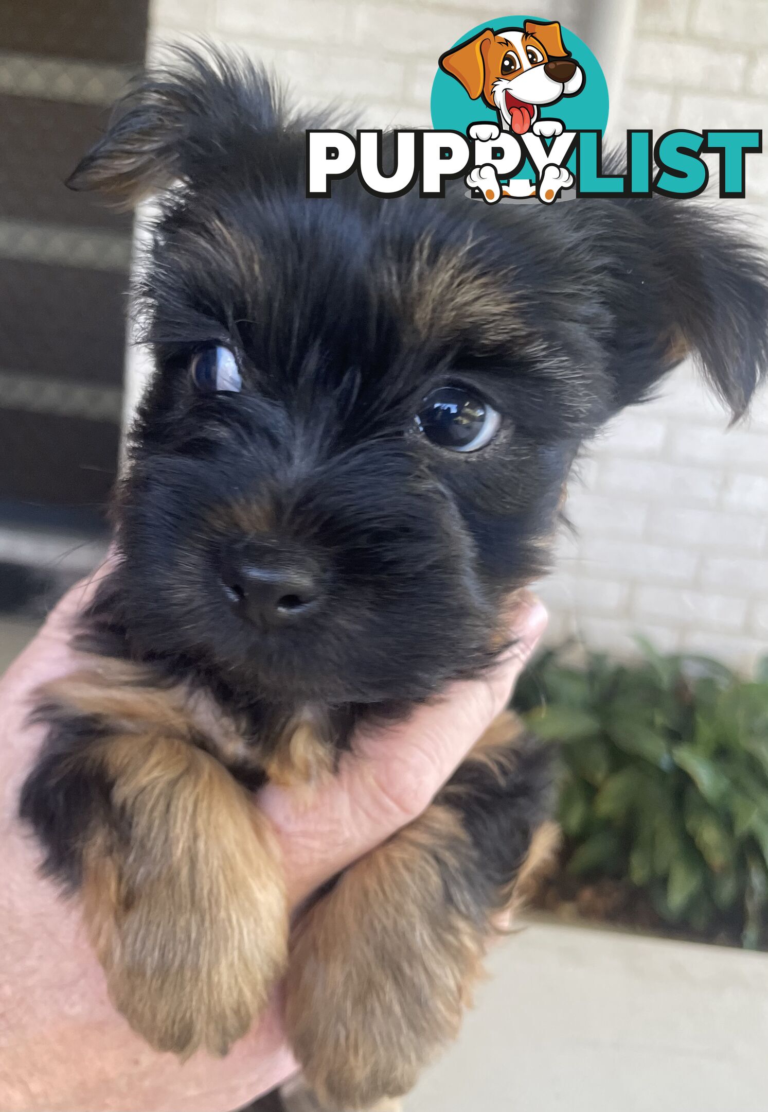 Australian Silky Terrier Pups