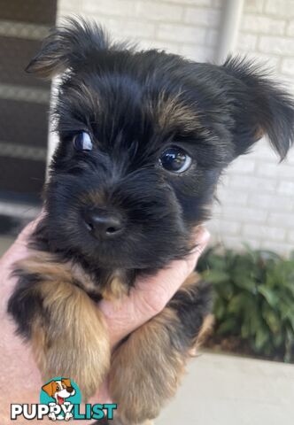 Australian Silky Terrier Pups