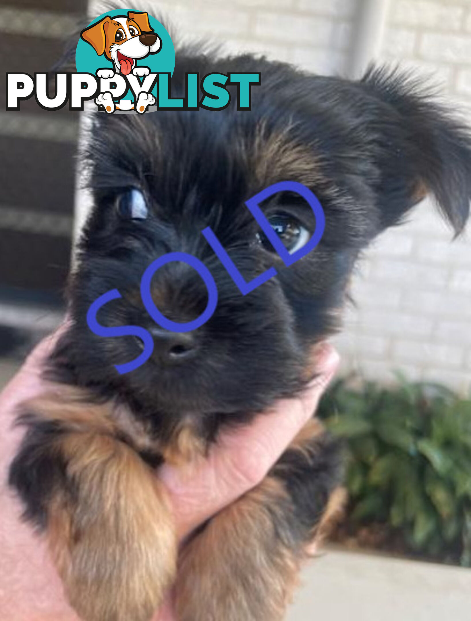 Australian Silky Terrier Pups