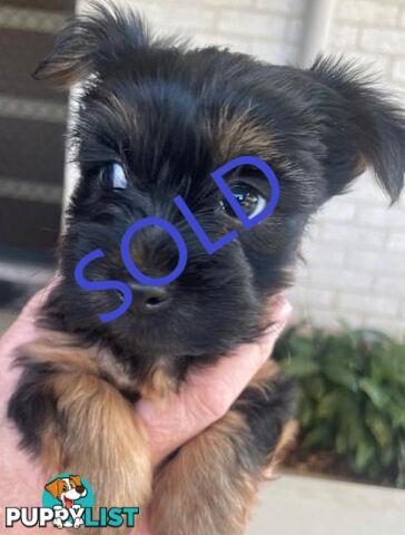 Australian Silky Terrier Pups