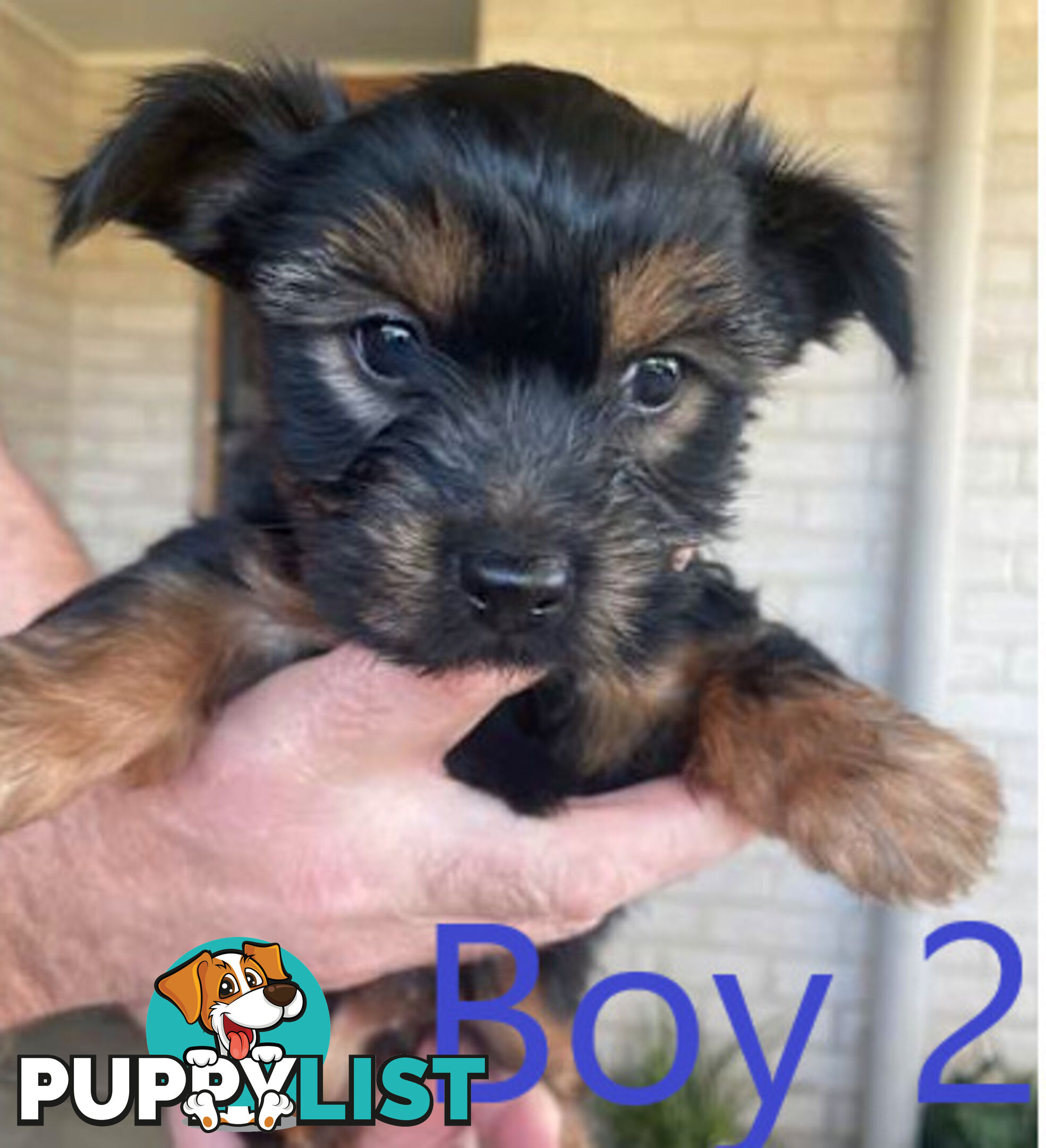 Australian Silky Terrier Pups