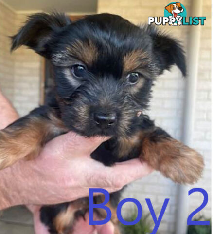 Australian Silky Terrier Pups
