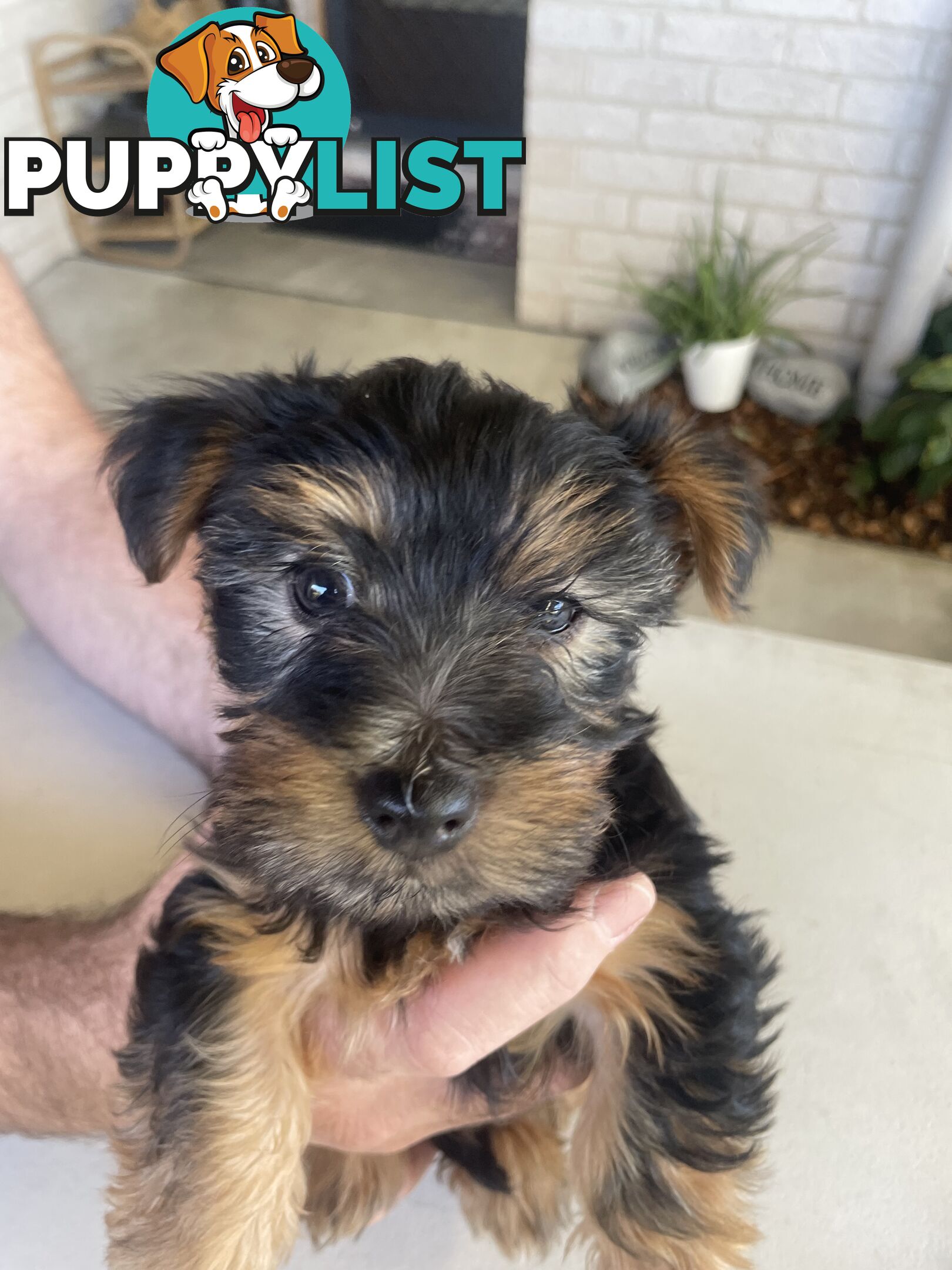 Australian Silky Terrier Pups