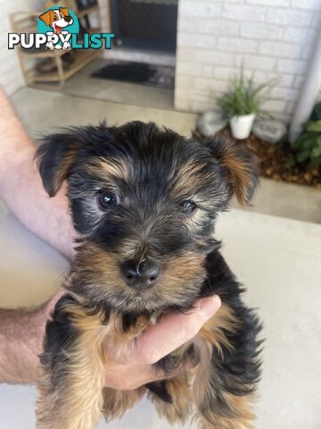 Australian Silky Terrier Pups