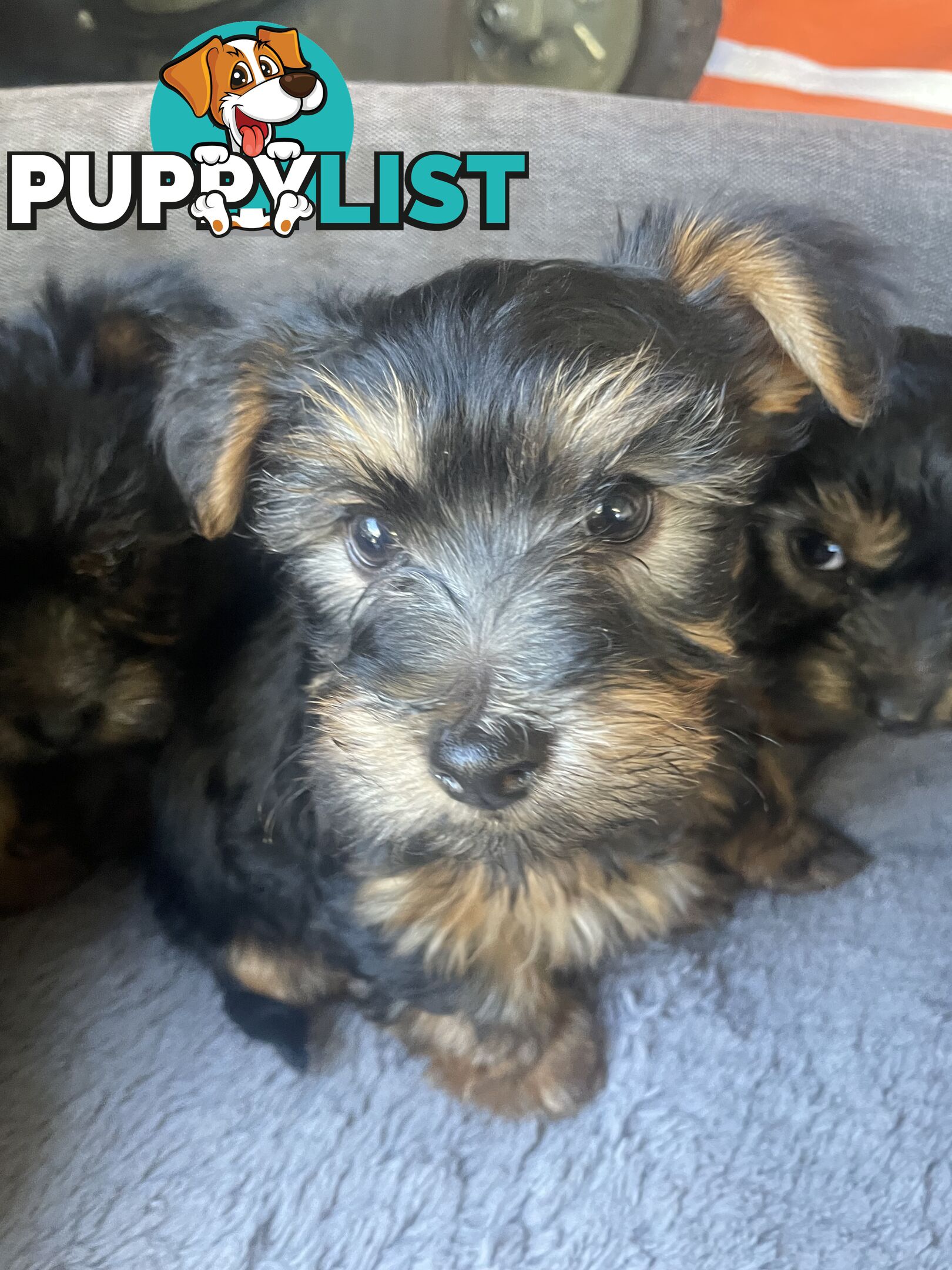 Australian Silky Terrier Pups
