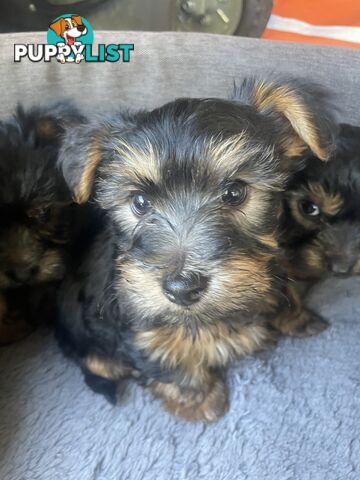 Australian Silky Terrier Pups