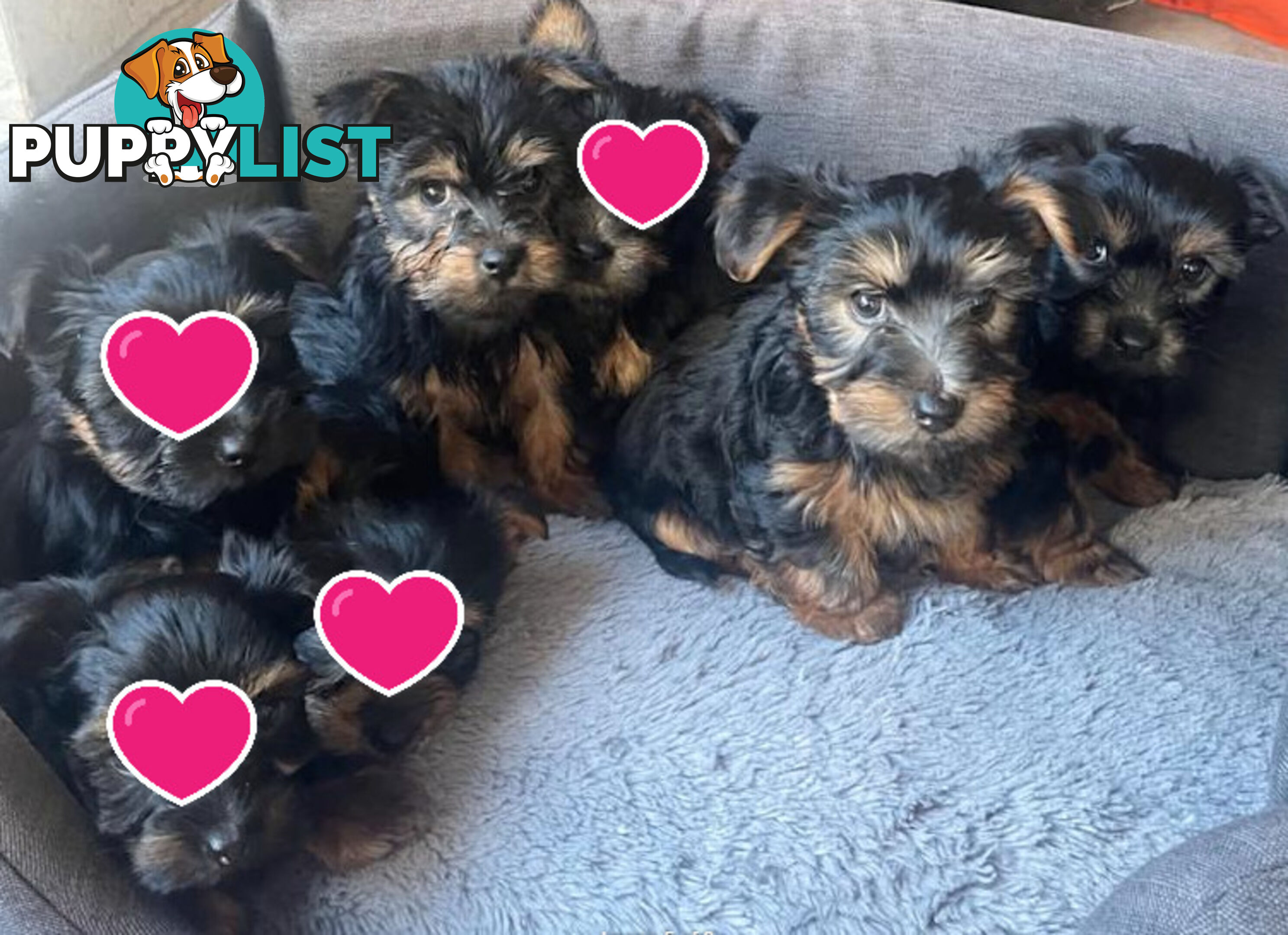Australian Silky Terrier Pups