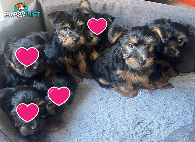 Australian Silky Terrier Pups