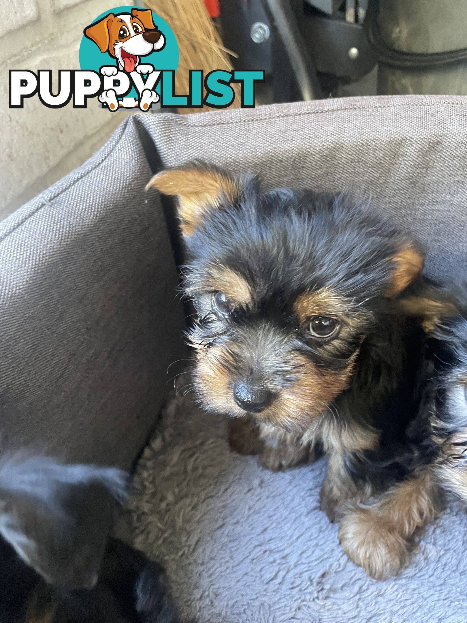 Australian Silky Terrier Pups
