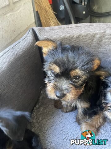 Australian Silky Terrier Pups
