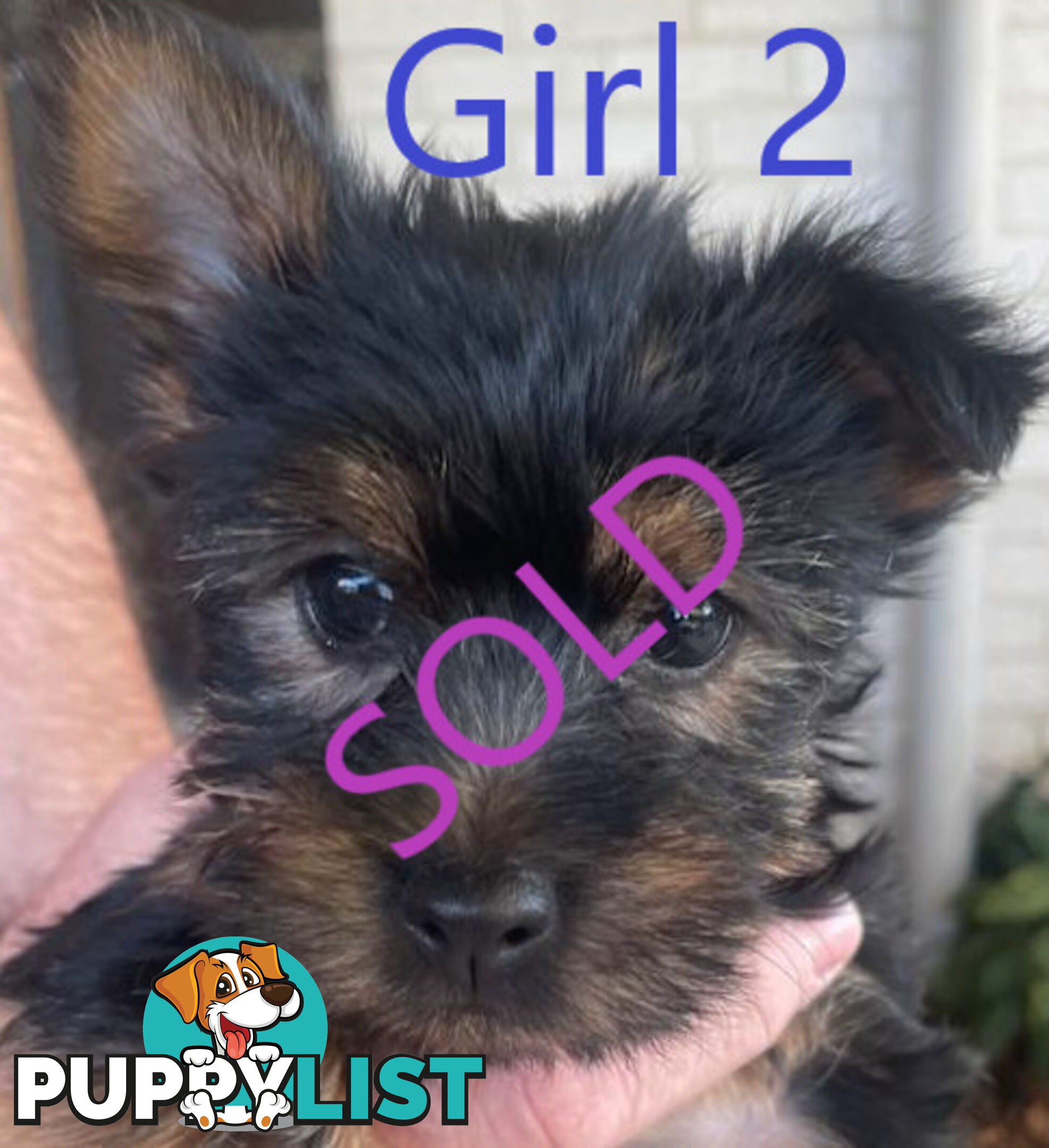 Australian Silky Terrier Pups