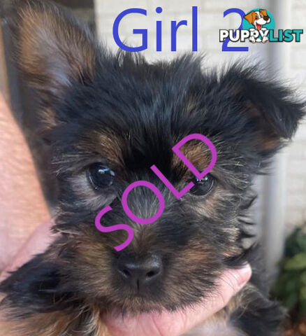 Australian Silky Terrier Pups