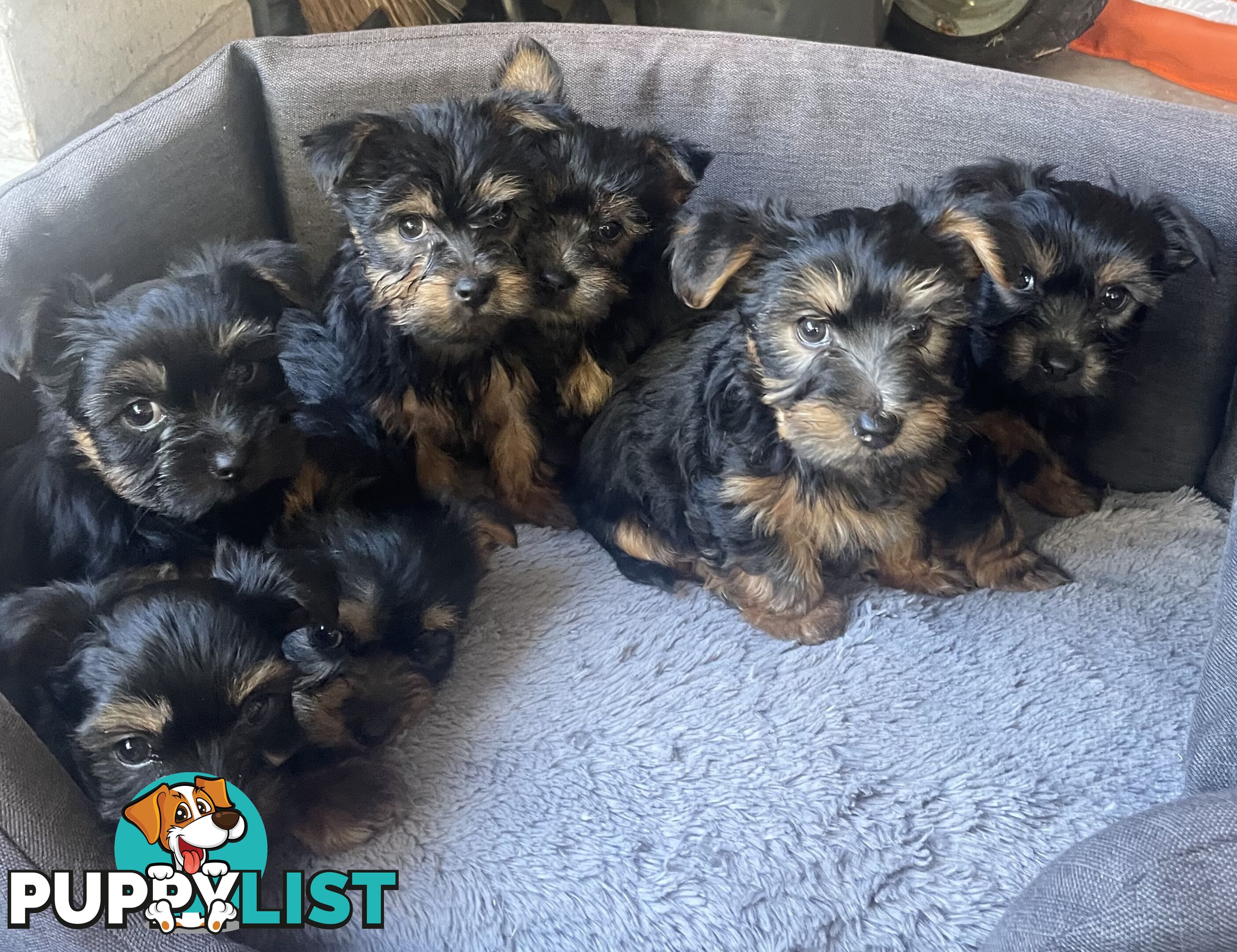 Australian Silky Terrier Pups