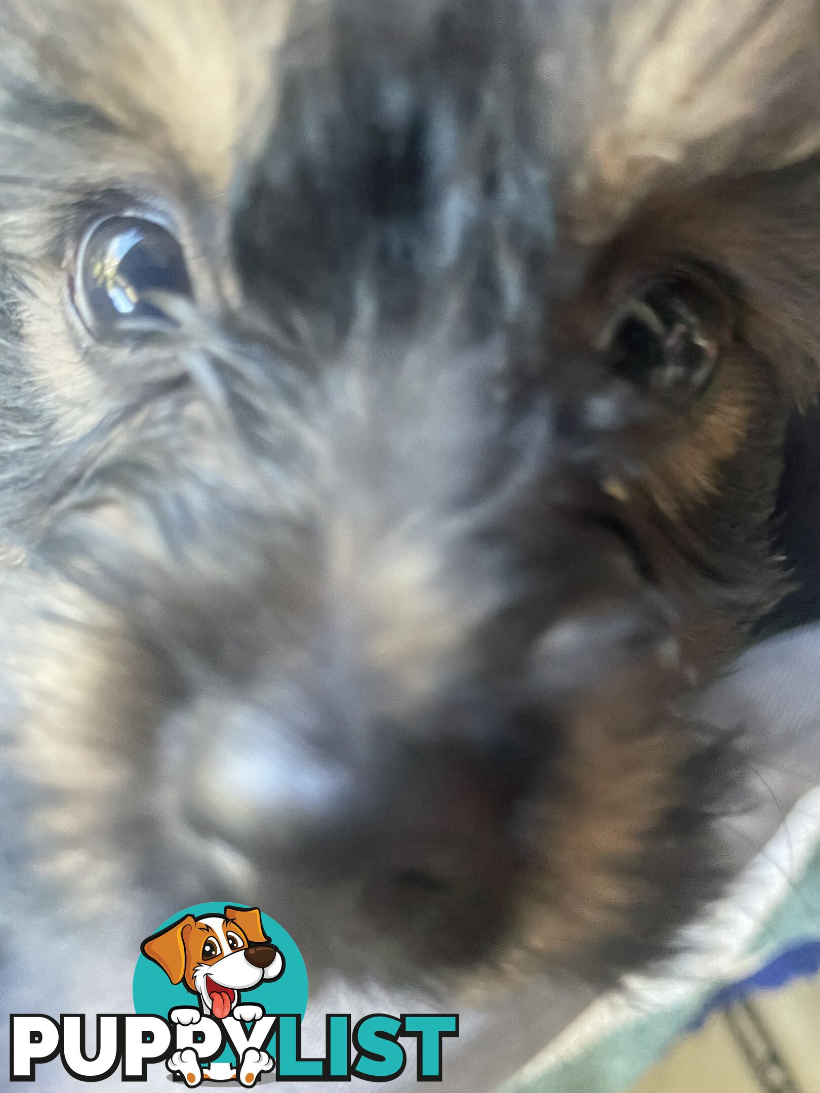 Australian Silky Terrier Pups