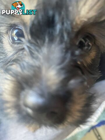 Australian Silky Terrier Pups