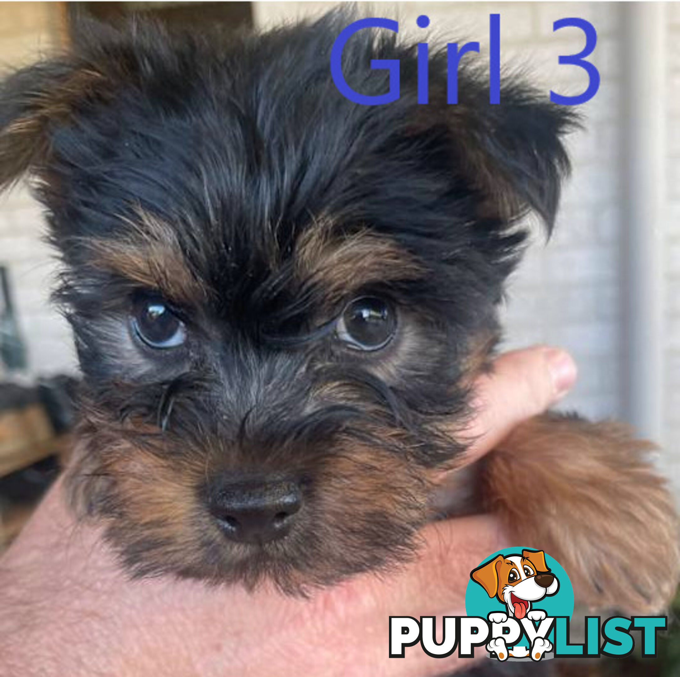 Australian Silky Terrier Pups