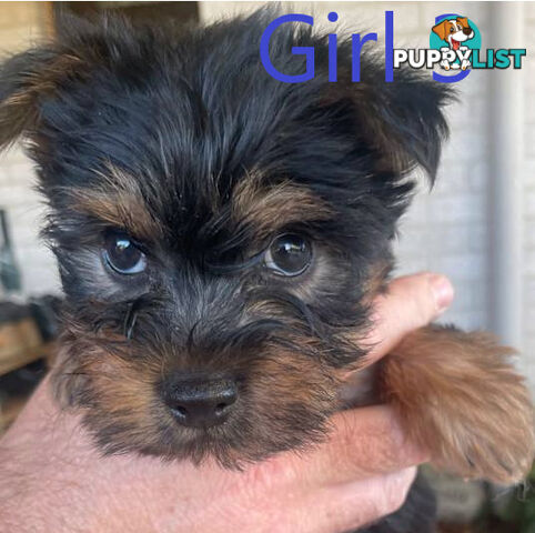 Australian Silky Terrier Pups