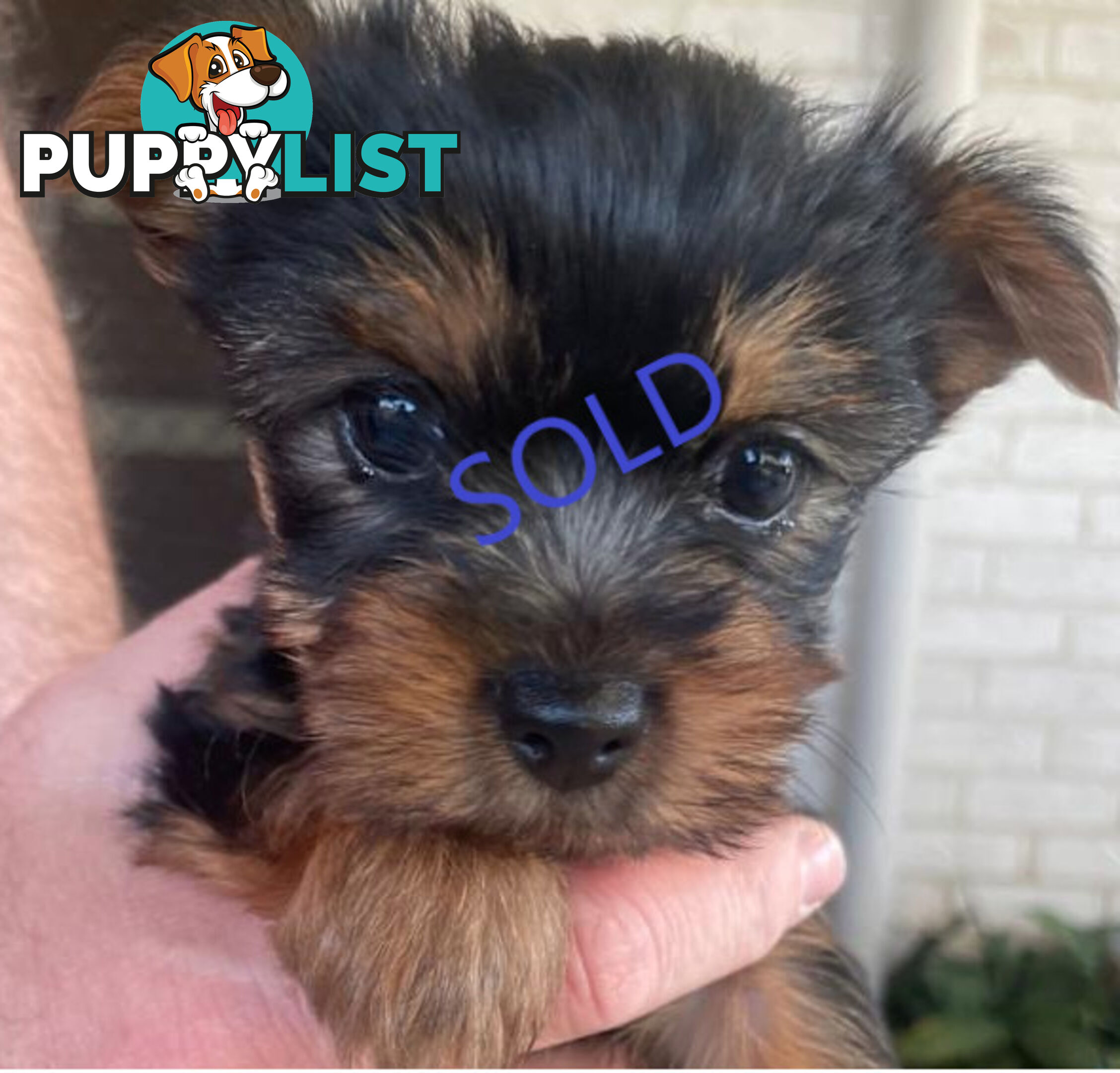 Australian Silky Terrier Pups