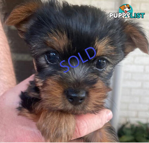Australian Silky Terrier Pups