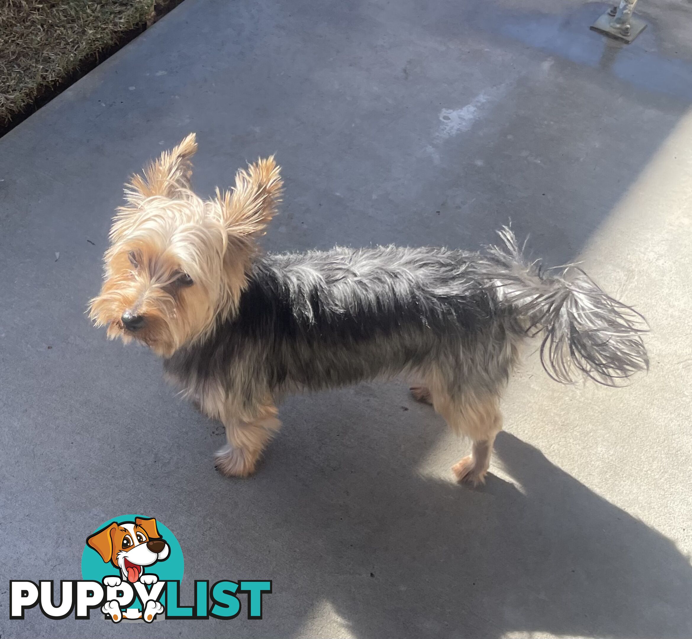 Australian Silky Terrier Pups