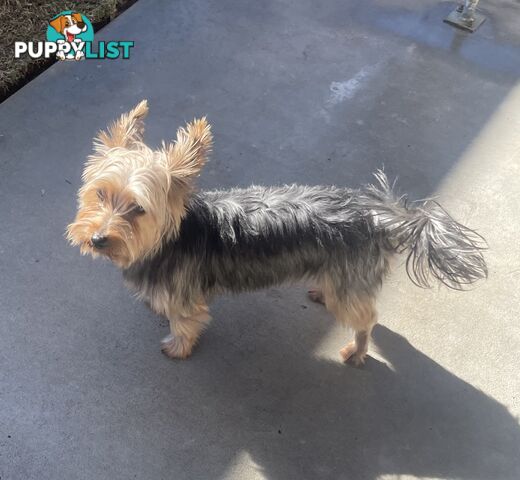 Australian Silky Terrier Pups