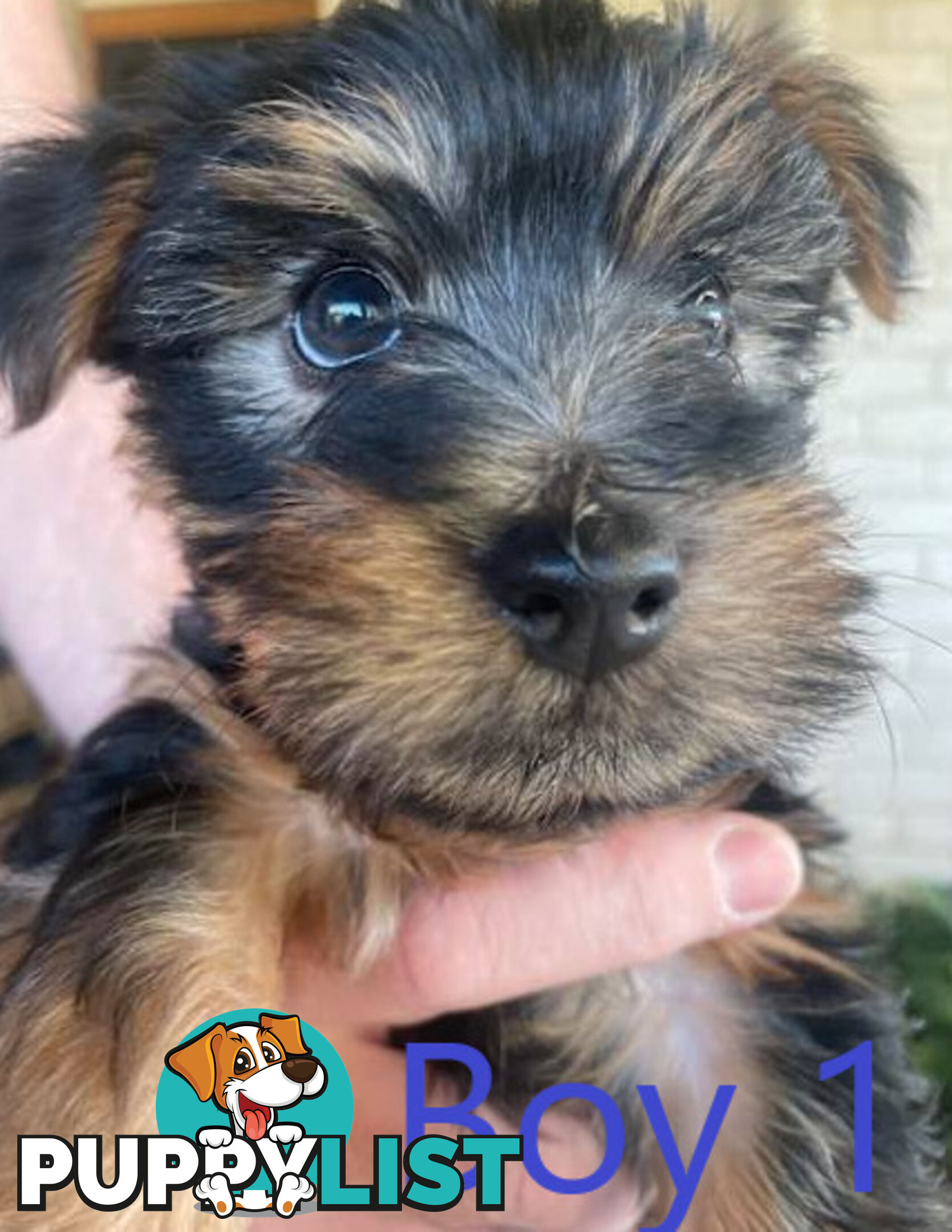 Australian Silky Terrier Pups