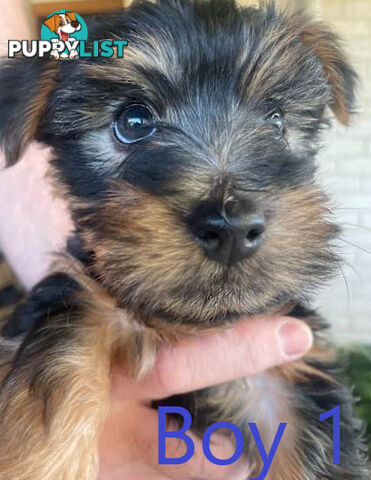 Australian Silky Terrier Pups